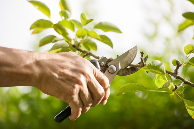 tree-care-pruning-trimming