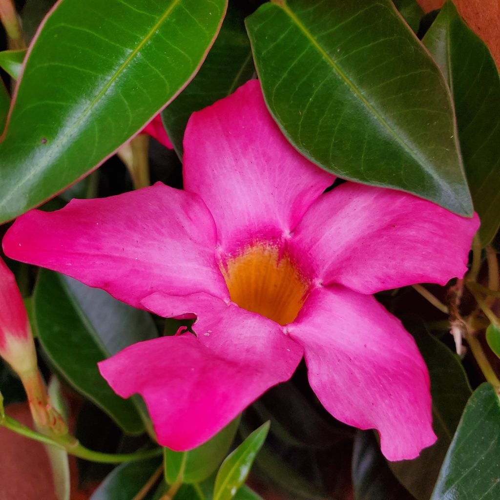 mandevilla—holly days nursery & garden center