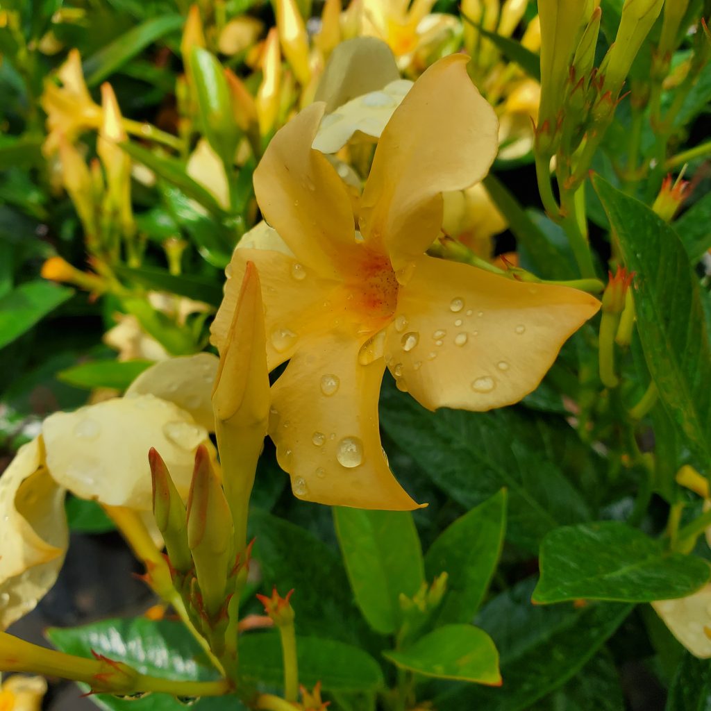 mandevilla—tropical plants—holly days nursery & garden center