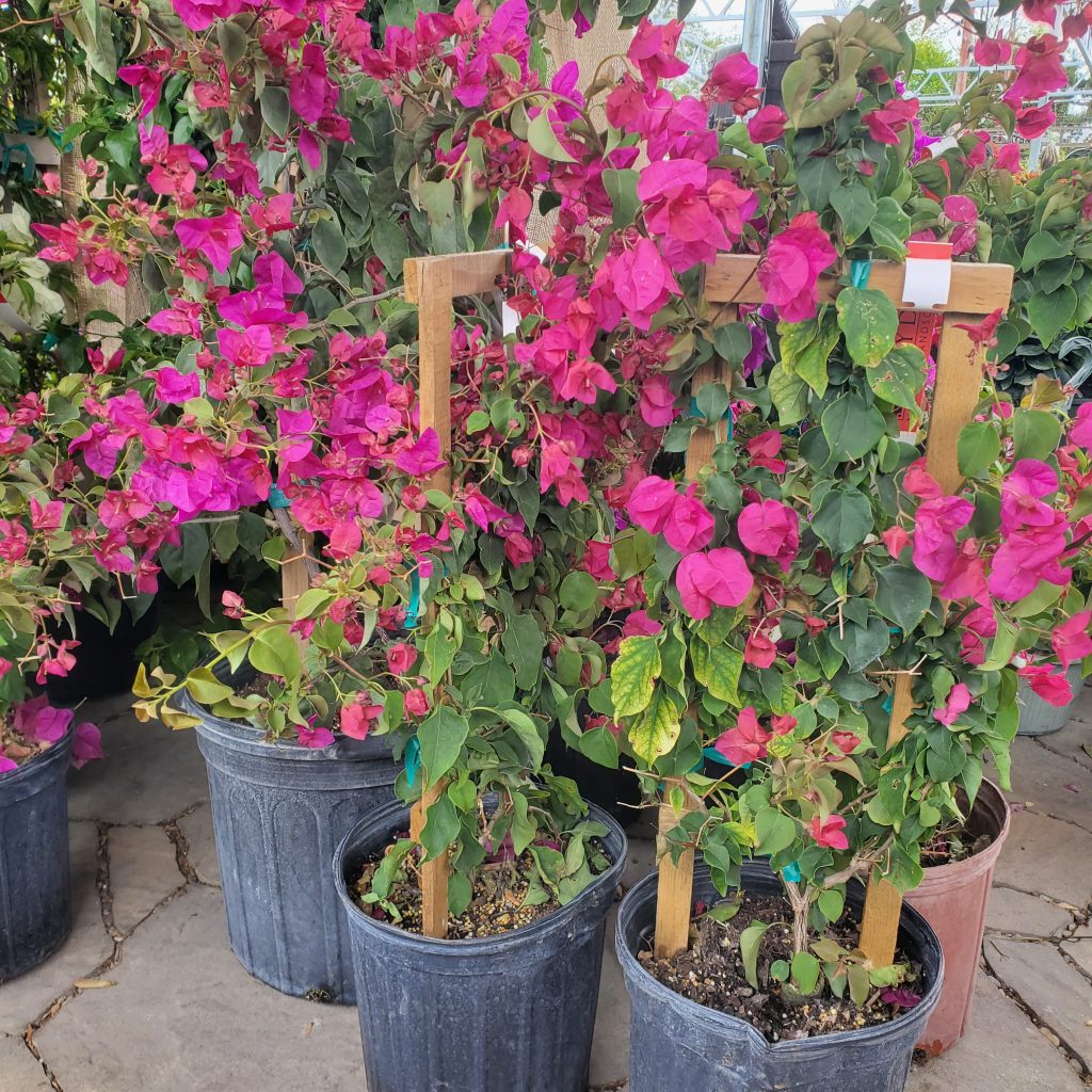 bougainvillea—holly days nursery & garden center