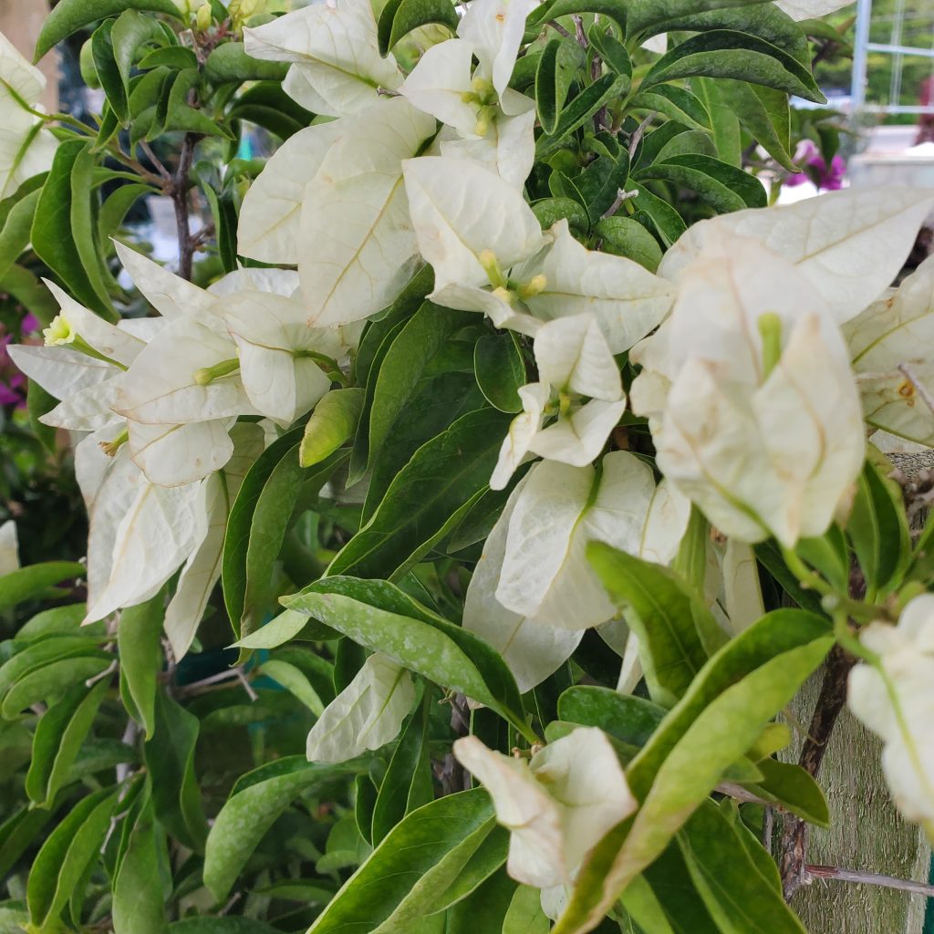 bougainvillea—holly days nursery & garden center