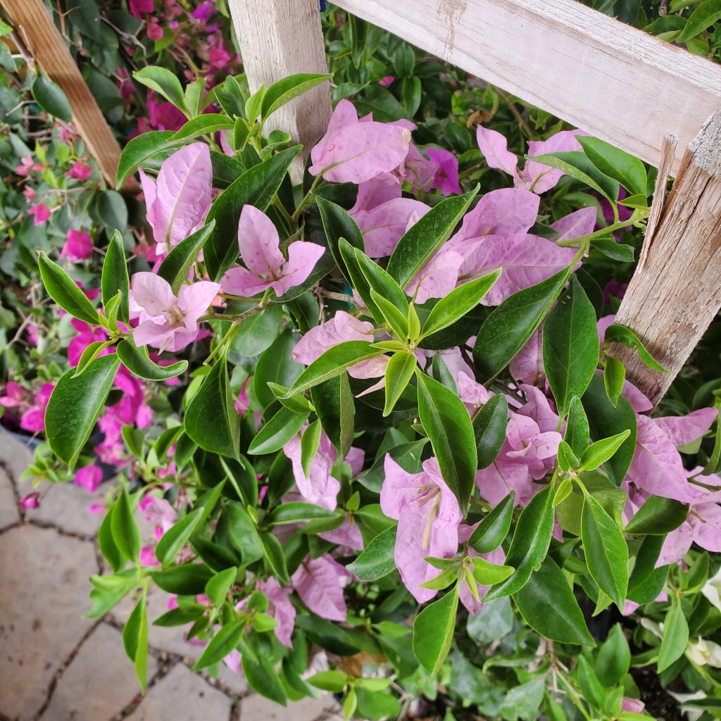 bougainvillea—holly days nursery & garden center