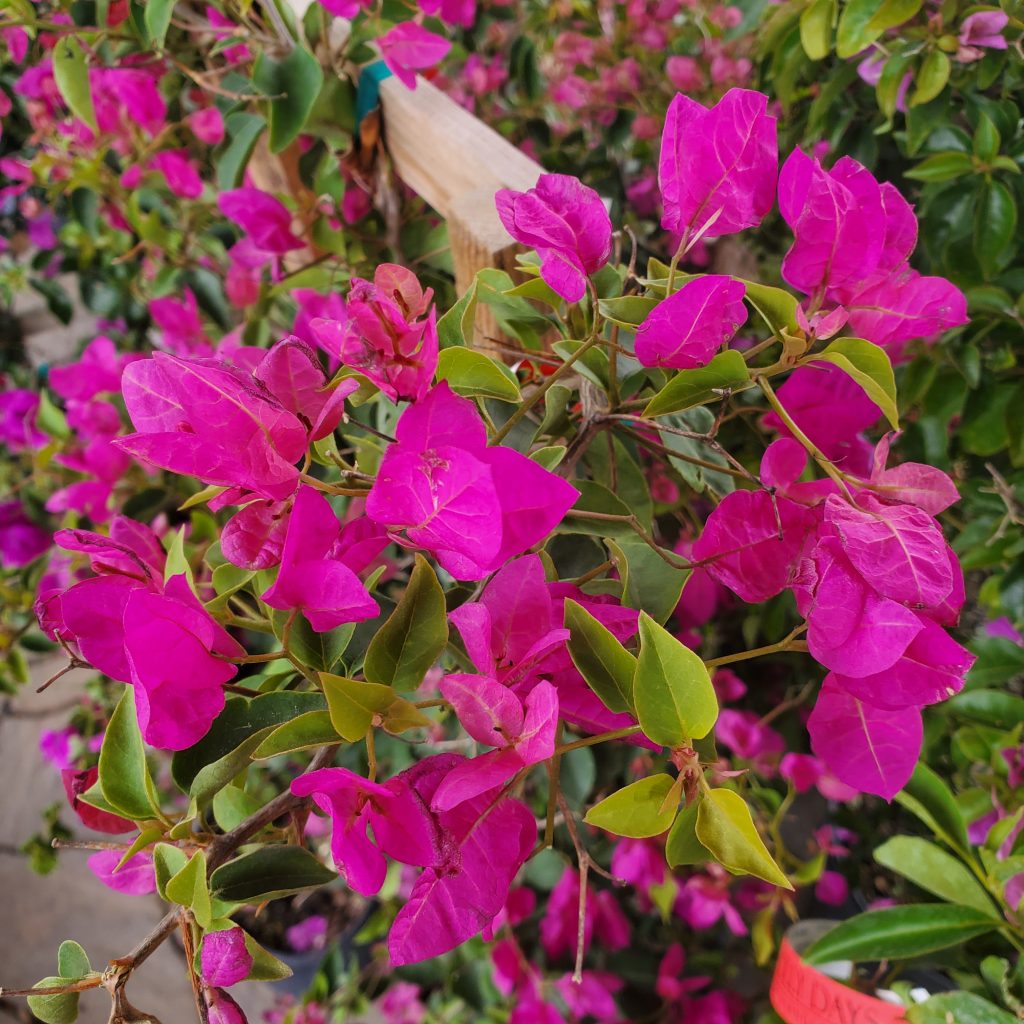bougainvillea—holly days nursery & garden center
