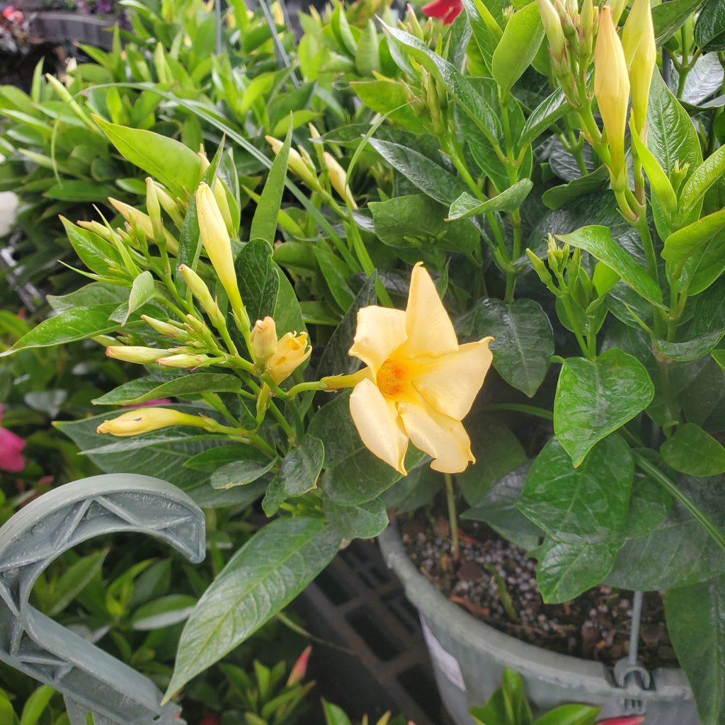 mandevilla—holly days nursery & garden center