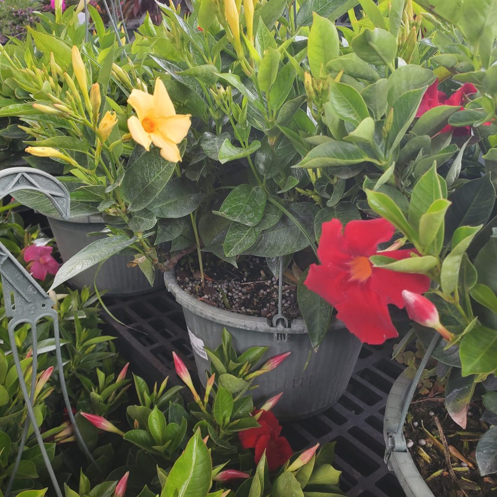 mandevilla—holly days nursery & garden center