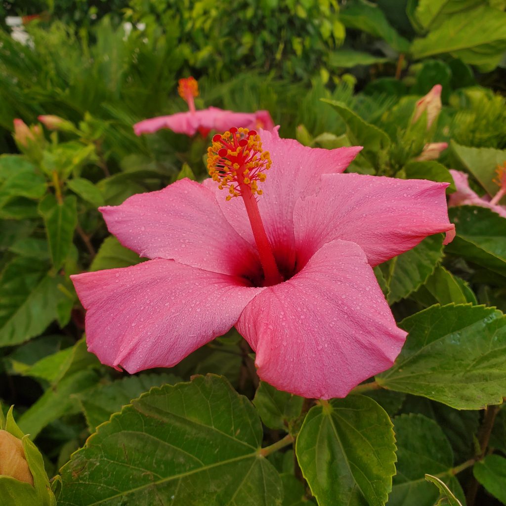 hibiscus—tropical plants—holly days nursery & garden center