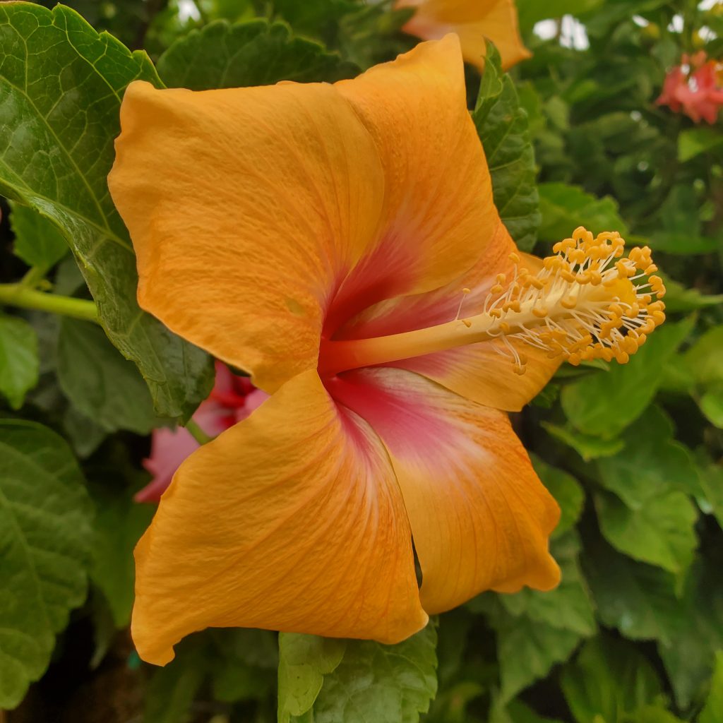 hibiscus—tropical plants—holly days nursery & garden center
