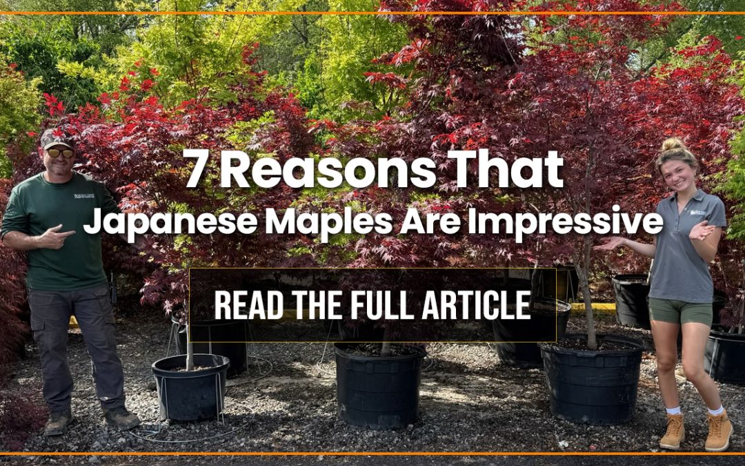Japanese Maples — 7 Reasons Their Beauty Is Impressive