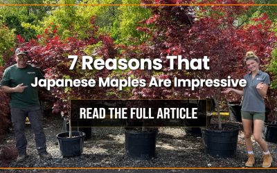 Japanese Maples — 7 Reasons Their Beauty Is Impressive