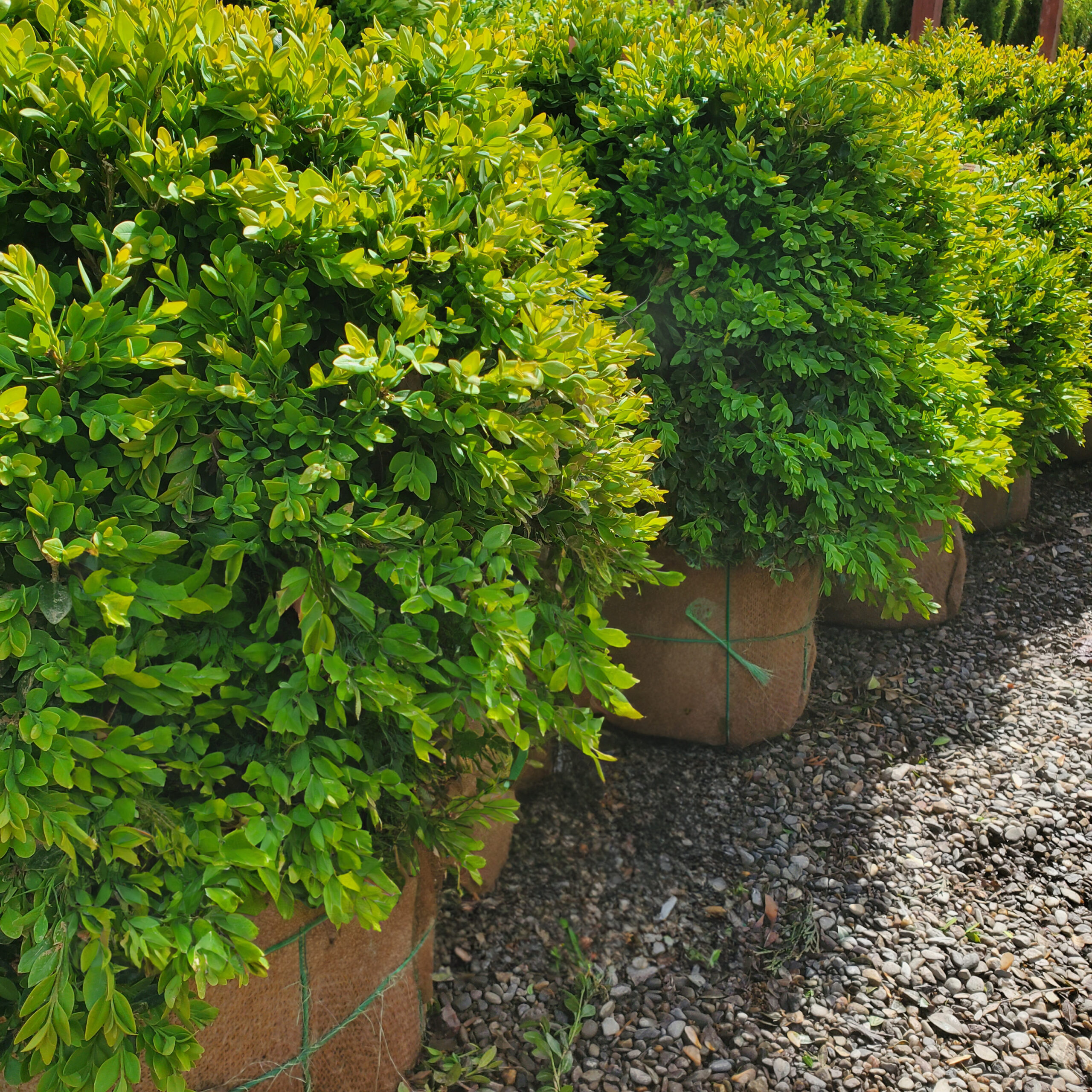 B&B-wholesale-shrubs-holly-days-nursery