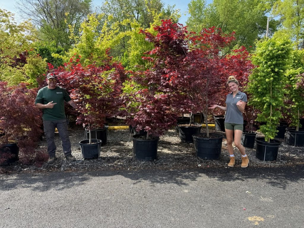 japanese maples at holly days nursery