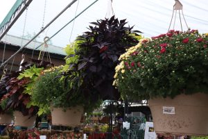 fall hanging baskets