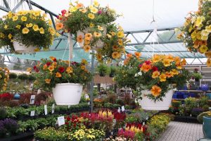 fall hanging baskets