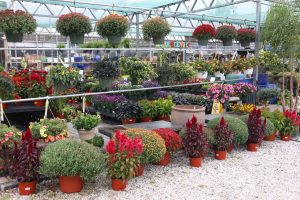 fall hanging baskets