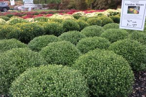 mums at holly days