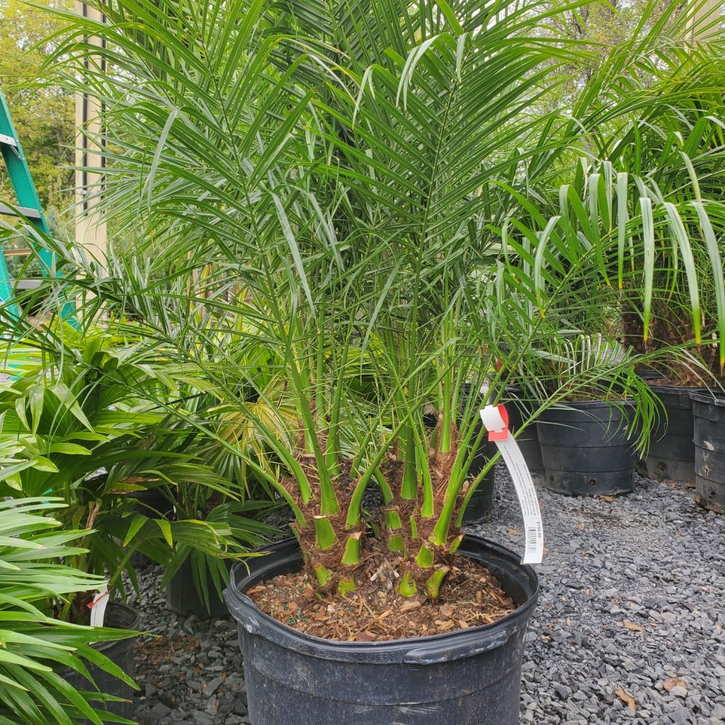 pygmy date palm—tropical plants—holly days nursery & garden center