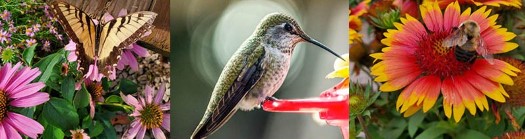 butterflies-bees-pollinators