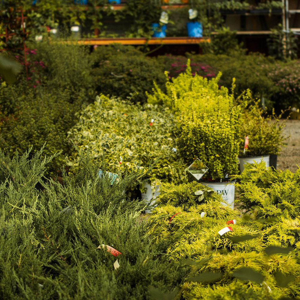 containers-shrubs-flowering-evergreen-wholesale-holly-days-nursery