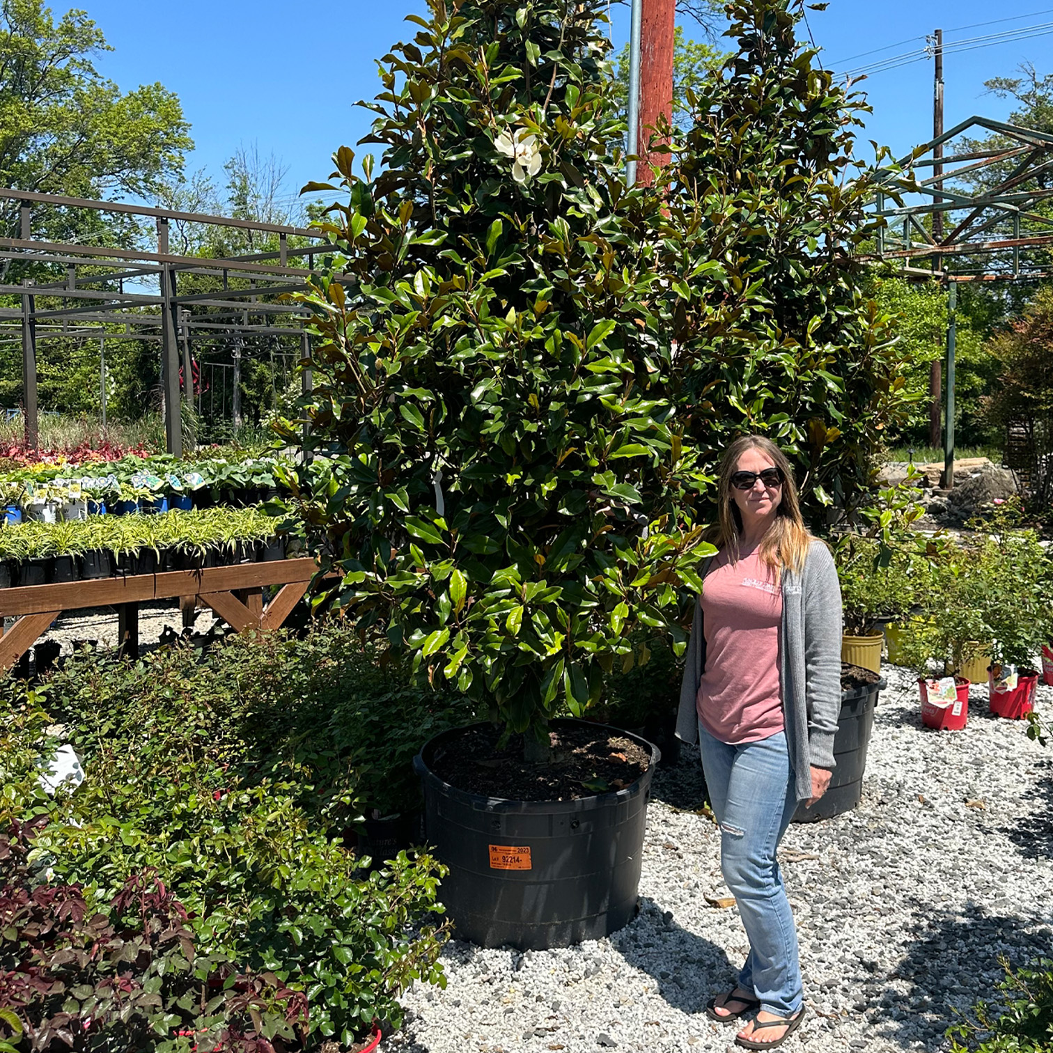 ornamental-trees-wholesale