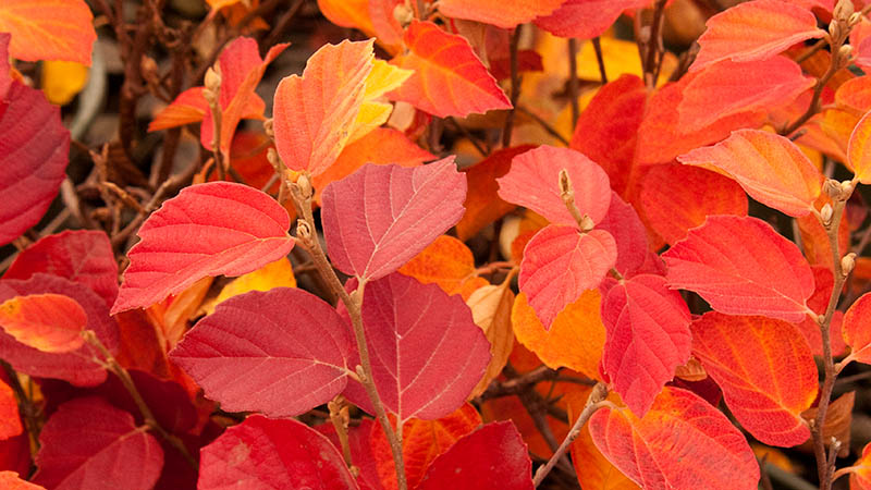 Fall Is For Planting