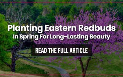 Planting Eastern Redbuds