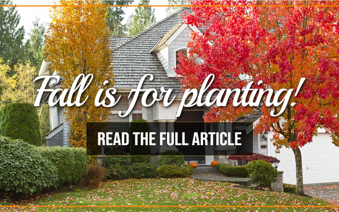 Embrace the Beauty of Fall