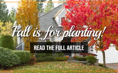 Embrace the Beauty of Fall