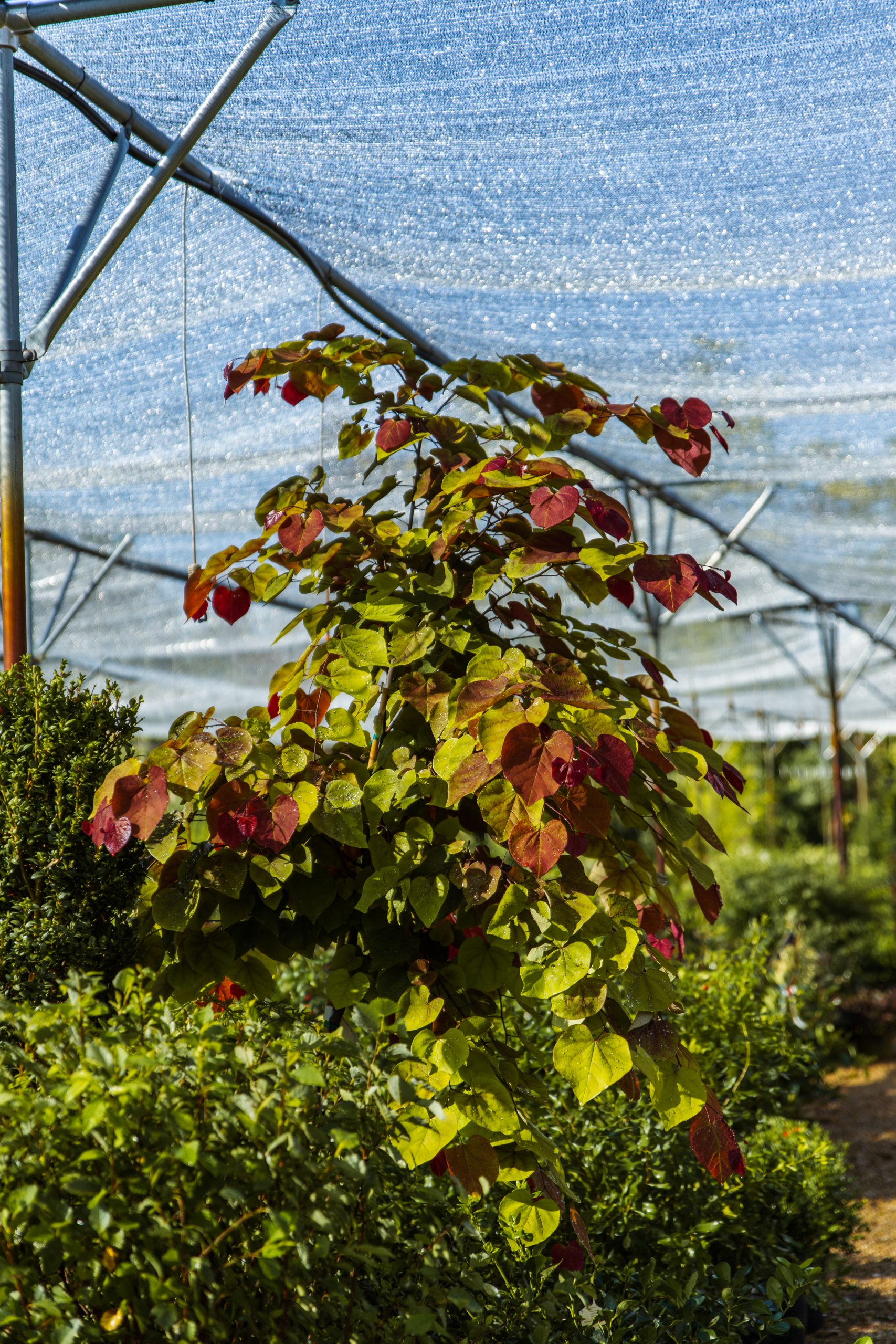 wholesale plants and landscape supplies — holly days nursery