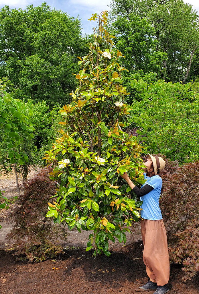 holly-days-horsham-ambler