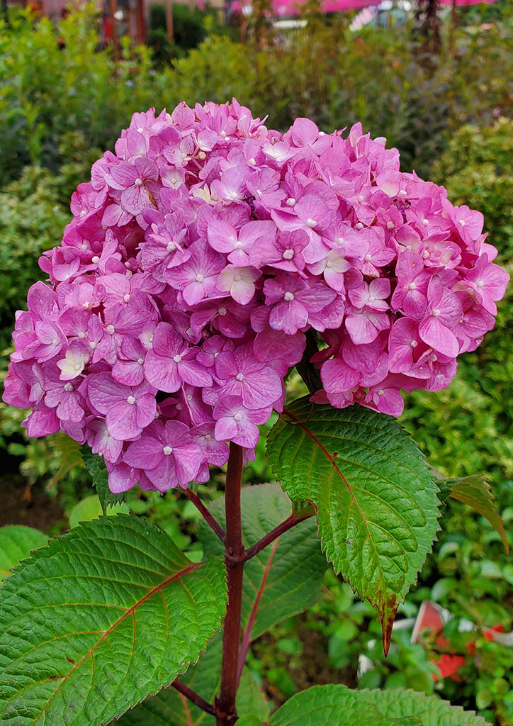 hydrangea-perennials-plants-holly-days-nursery-landscaping