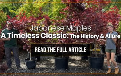 Beautiful Japanese Maples: A Timeless Classic