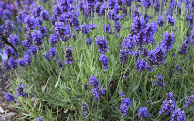 Springtime 🌷🌱🌼