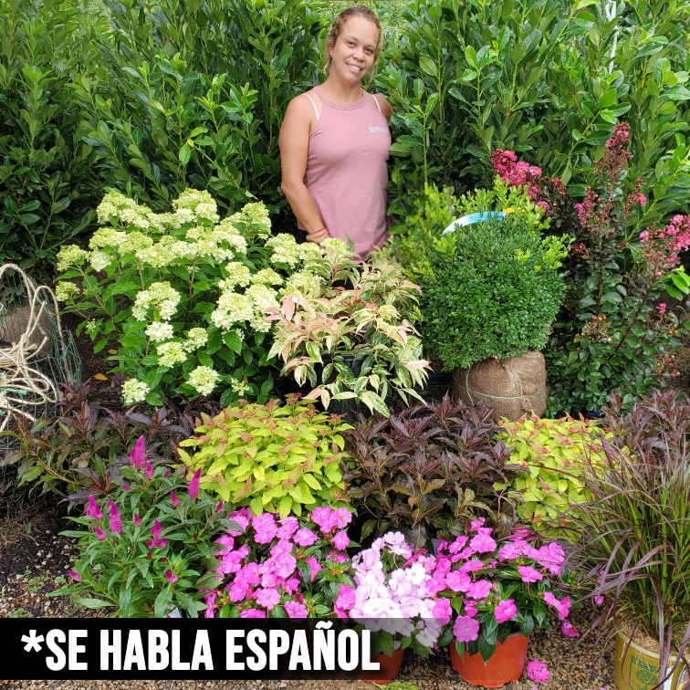 laura-se-habla-espanol-holly-days-nursery-wholesale-2024