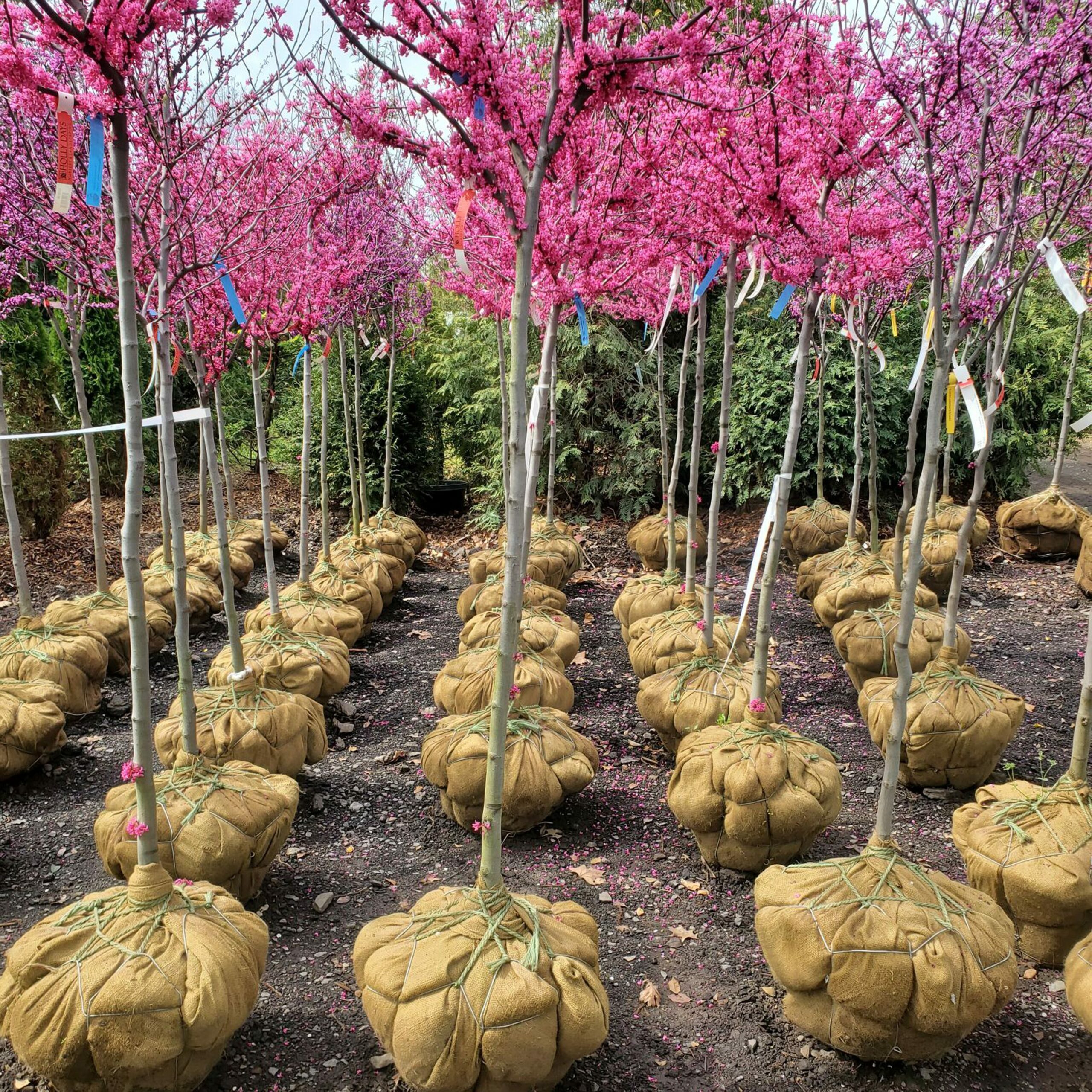 ornamental-trees-wholesale