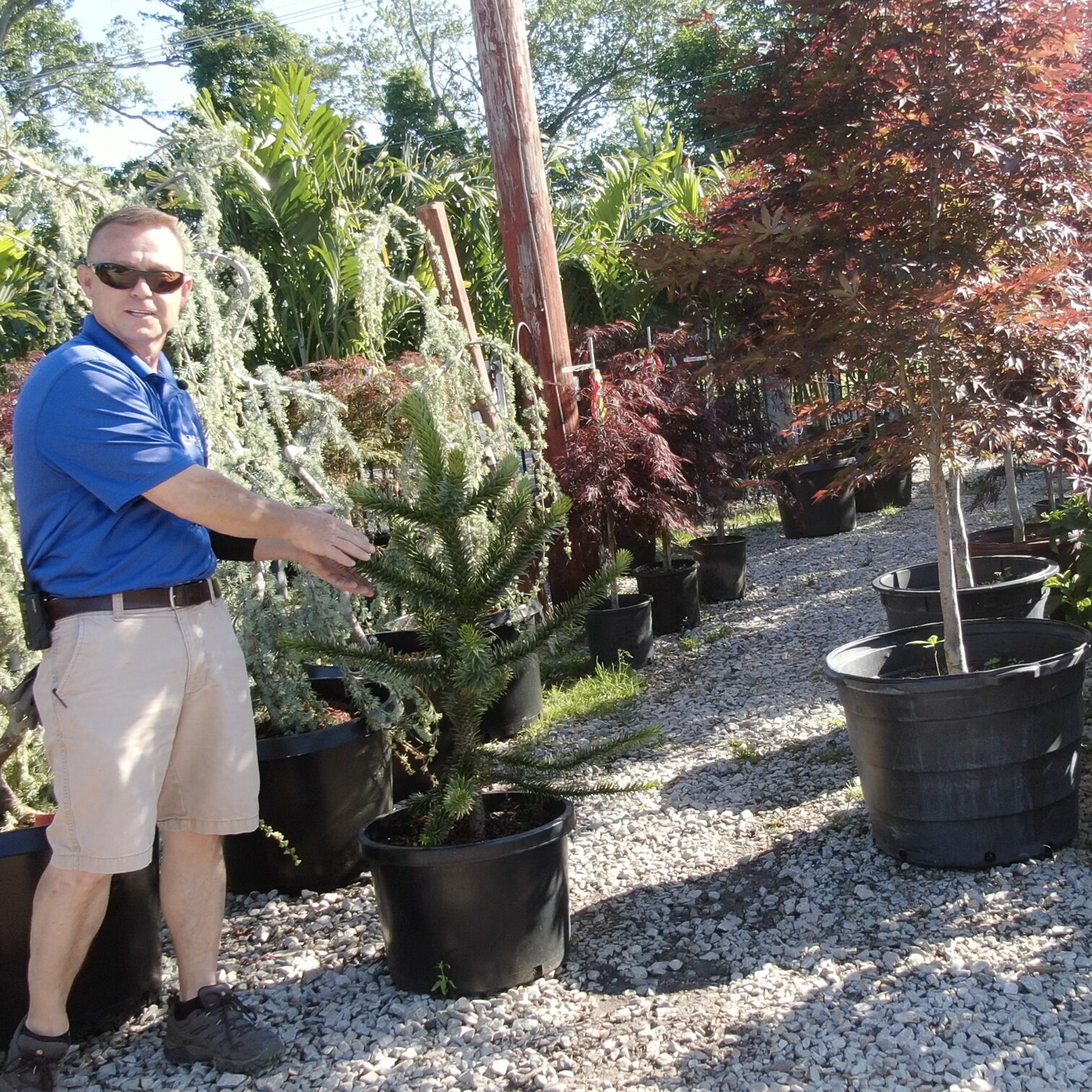 paul-holly-days-nusery-wholesale