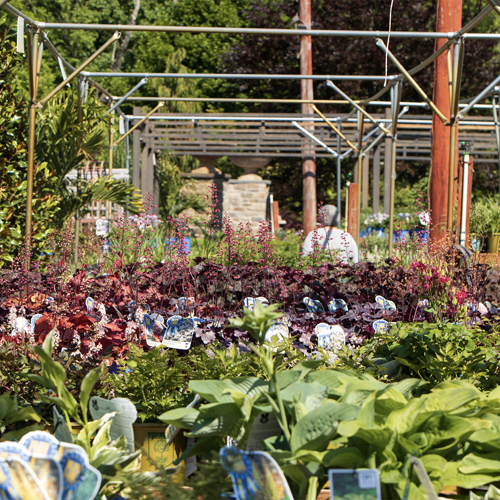 perennials-wholesale-plants-holly-days-nursery