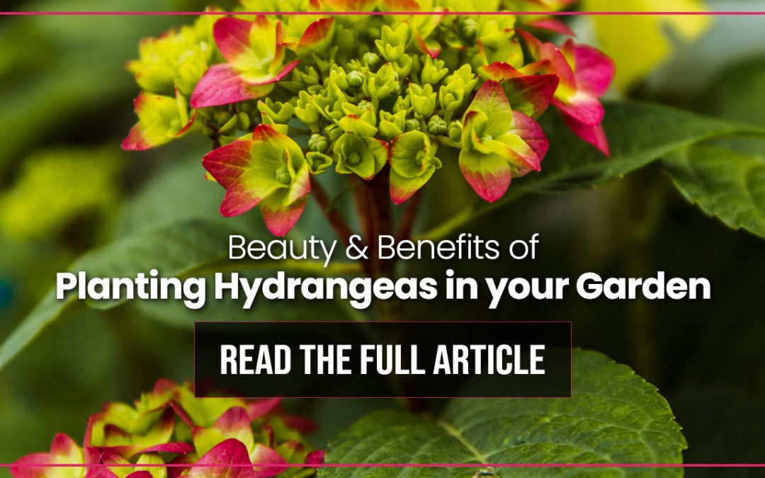 planting hydrangeas — holly days nursery