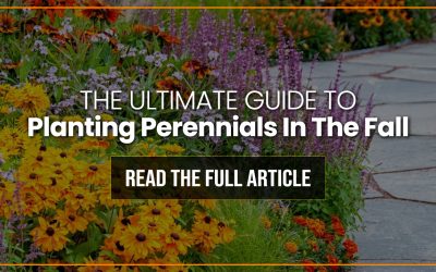 The Ultimate Guide to Planting Perennials in Fall
