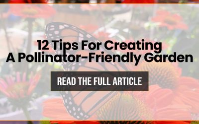 Creating A Pollinator-Friendly Garden