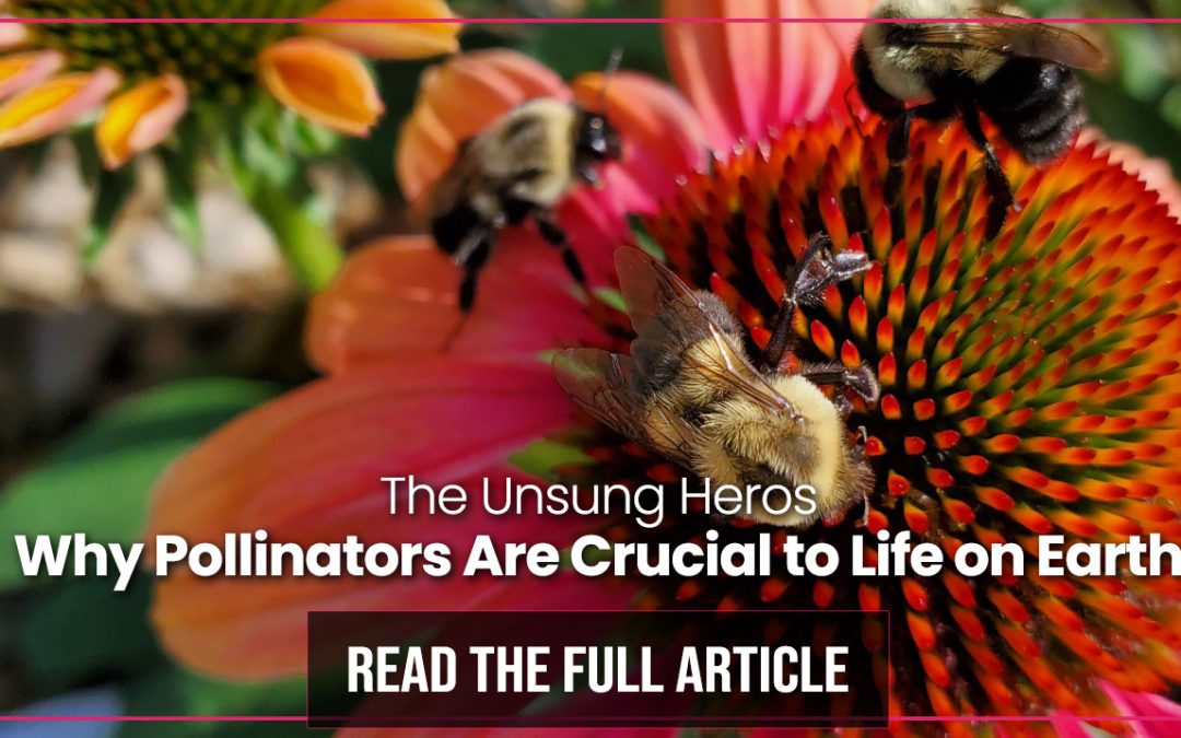 Why Pollinators Are Crucial to Life on Earth