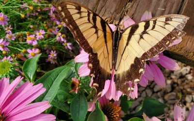 Butterflies, Bees, & Pollinators