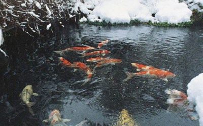 Transitioning Your Pond Fish to a Cold Water Diet! 🥶