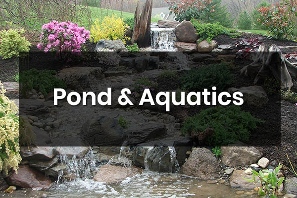 pond-aquatics-holly-days-nursery-landscaping