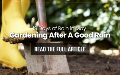It’s A Perfect Time For Planting, Thanks To The Rain