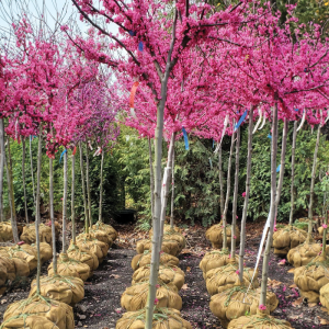 eastern-redbuds-red-buds-cercis