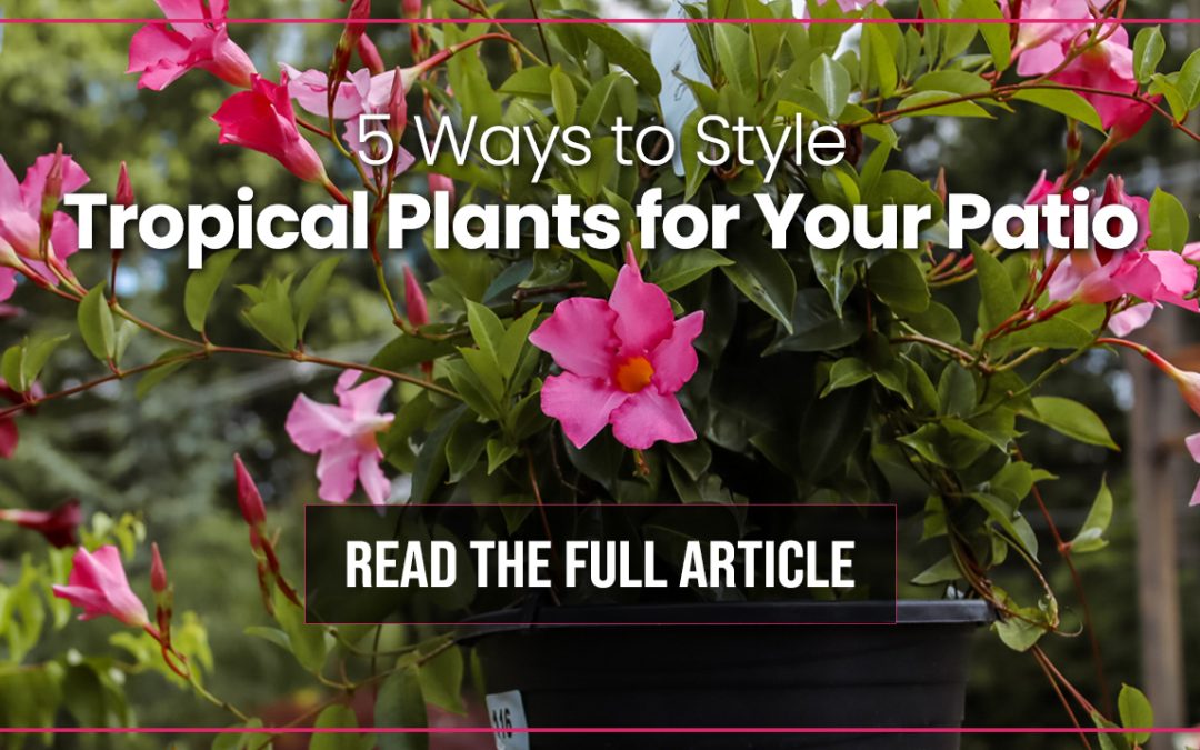Awesome Tropical Plants for Your Patio