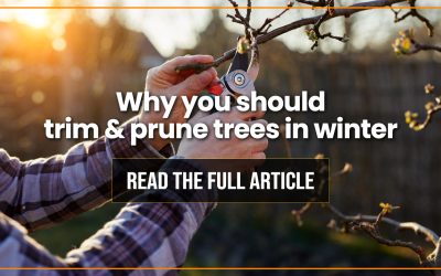Tree Care: 5 Ways to Take The Best Care of Your Trees