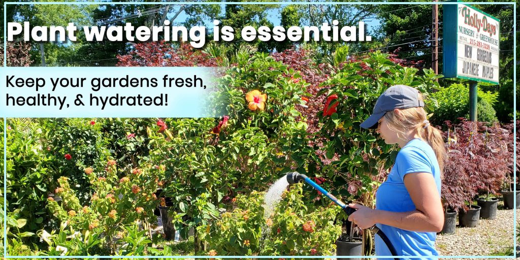 summer-garden-watering
