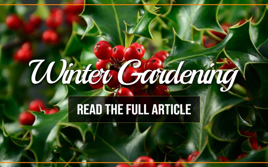 Winter Gardening Holly Days Nursery & Garden Center